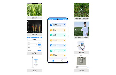 六安市小麦表型测量仪IN-XM05